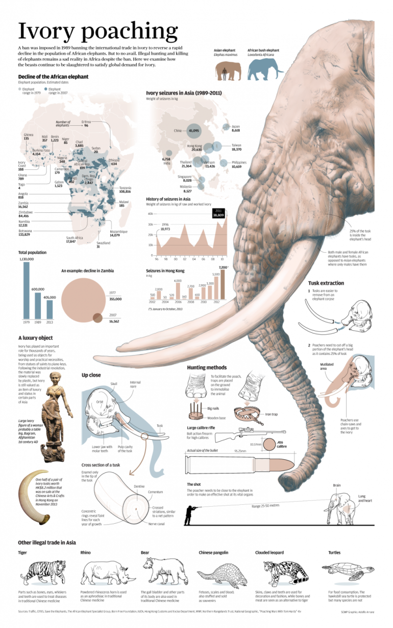 Elephant Ivory Poaching