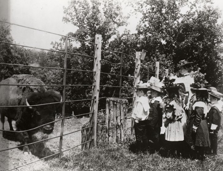 School Children with Bison - 1899